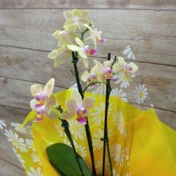 Mini Orquídea Te Amo - Cor Variada